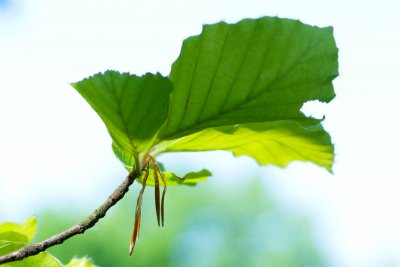 Fagus sylvatika 'Zlatia' - buk lesní - list